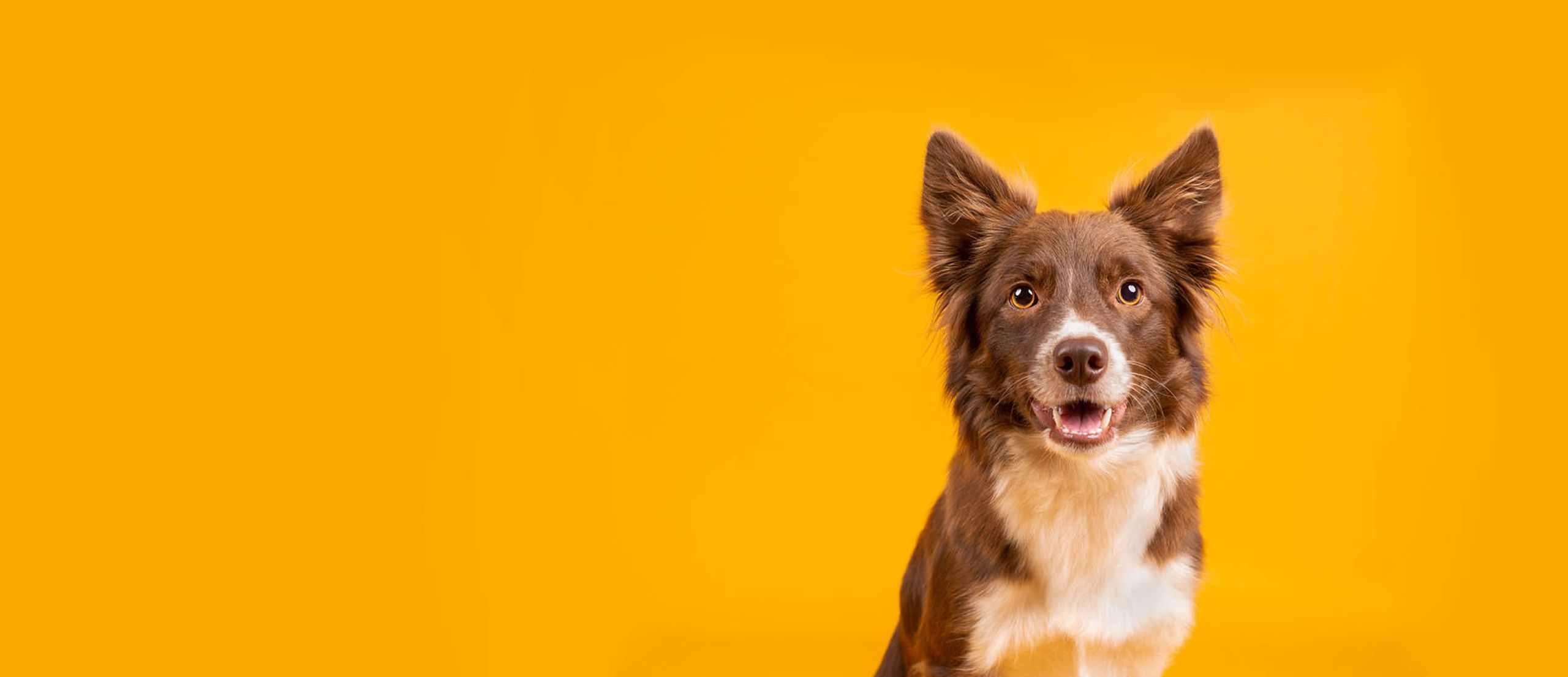 Spotty™ Dog Training